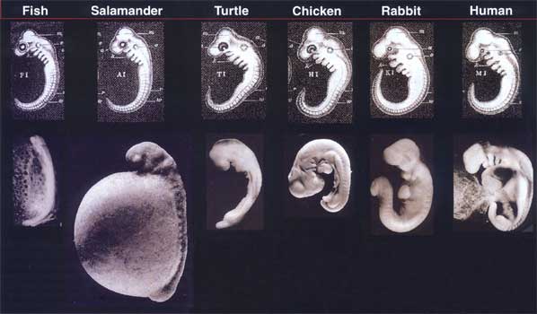 embryo4.jpg