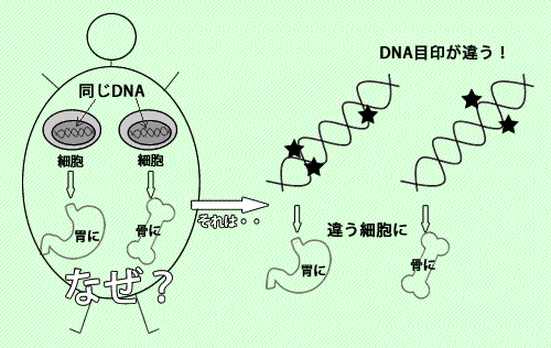 DNAの目印を研究するのがエピジェネティクス