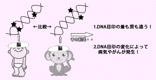 人とチンパンジーの脳DNA研究でわかったこと