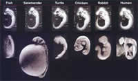 実際の胚の写真