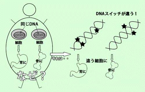 最新の研究：DNAスイッチ