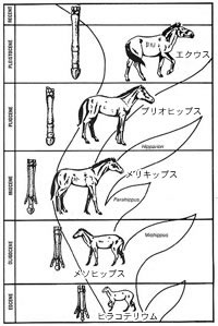 馬の系統図
