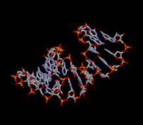 RNA